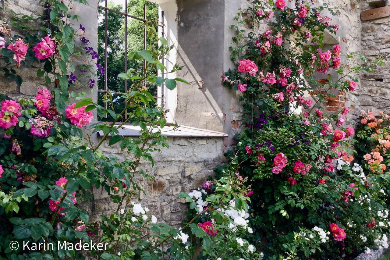 Design Ferienwohnung Mit Bauerngarten Waldkirchen Ngoại thất bức ảnh